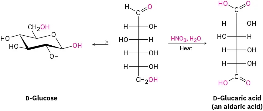 The Haworth projection of D-glucose is converted to its Fischer projection. It reacts with H N O 3 and water to form D-glucaric acid.