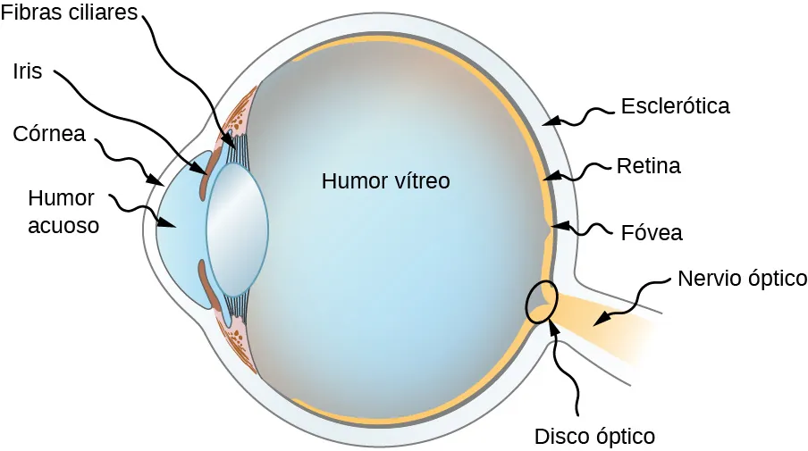 La figura muestra la sección transversal de un ojo humano. En la parte delantera se encuentra la córnea, seguida de una parte abultada llamada humor acuoso. En la parte superior e inferior del humor acuoso, hacia atrás, se encuentra el iris. Entre este y el humor vítreo se encuentran las fibras ciliares. El humor vítreo forma la mayor parte del ojo, que tiene una forma aproximadamente redonda. En la parte posterior, la capa más externa se denomina esclerótica, seguida de la retina. Hay una pequeña cavidad en la retina denominada fóvea. El ojo está conectado al nervio óptico en la parte posterior y en la unión hay un pequeño círculo denominado disco óptico.