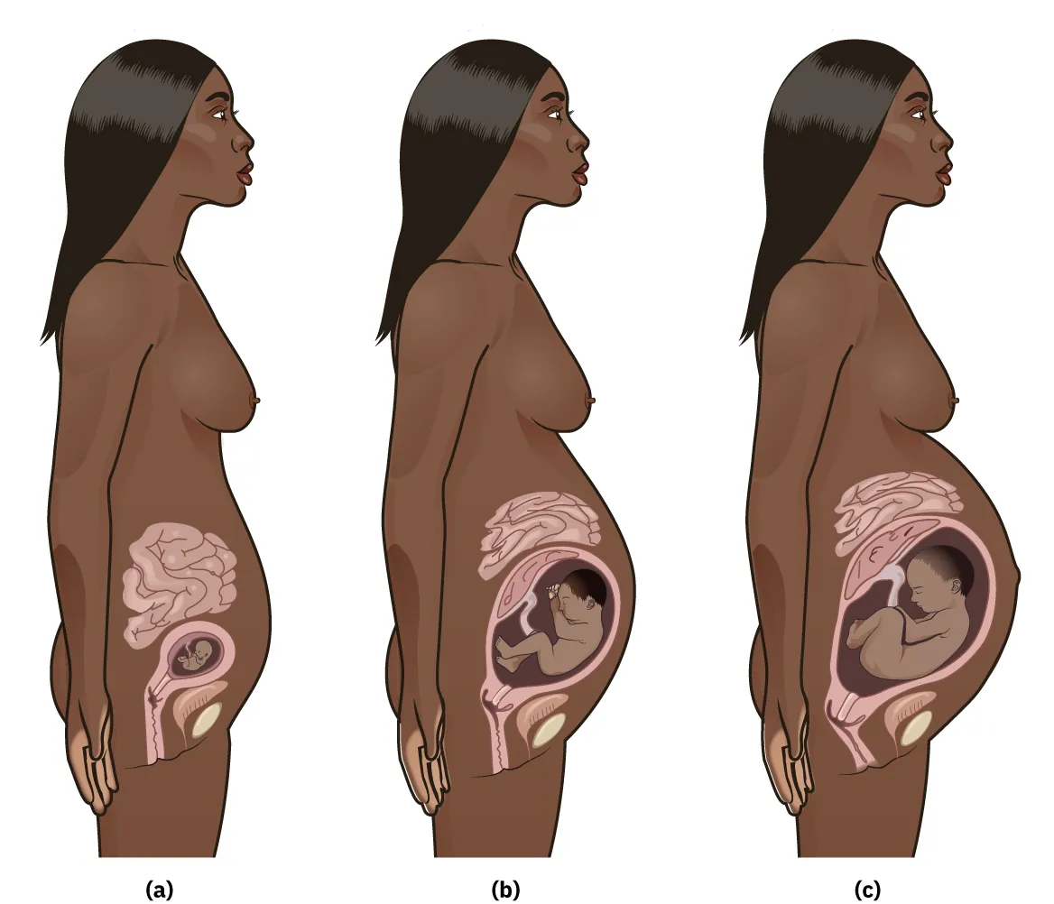 A three-panel image showing a silhouette of a woman at three stages of gestation. Panel A shows gestation at 12 weeks. Panel B shows gestation at 24 weeks. Panel C shows gestation at 36 weeks.