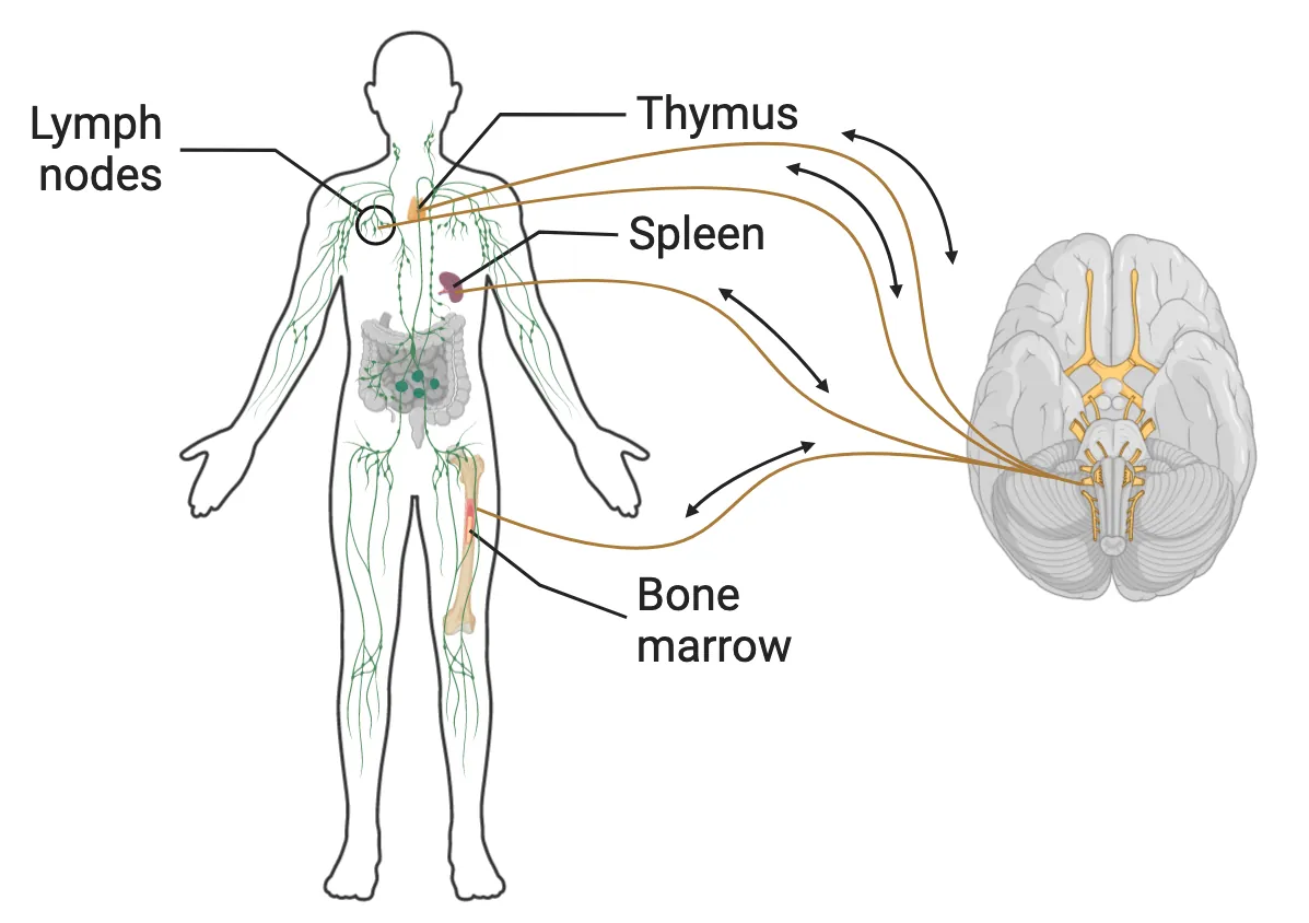 An outline of a human body with key immune organs shown: thymus (in the upper chest), lymph nodes and vessels throughout the body, spleen in the abdomen, bone marrow in the bones. A ventral surface view of the human brain is shown, with the vagus nerve sending out fibers to thymus, spleen and bone marrow. Information travels both directions on these pathways.