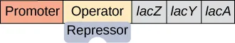 A short rectangular piece is divided into five segments with the left-hand two segments being longer than the three segments to their right. From left to right, the segments are labeled promoter, operator, and italicized lac Z, lac Y, and lac A. A rectangular repressor is attached to the bottom of the operator and has a circular cutout on its bottom center.
