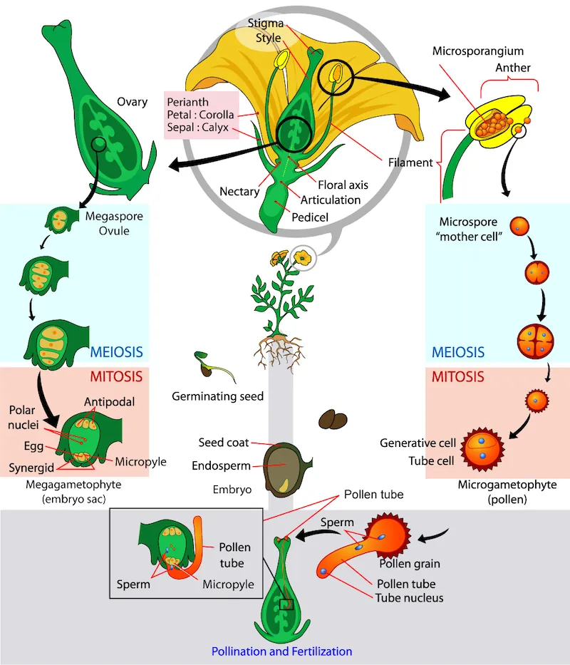 The parts of the flower are shown. The base of the perianth, which includes petals and sepals, is called the flora axis. A narrowing called the articulation separates the floral axis from the lower pedicel, which attached the flower to a stem. Microsporangia are in the anthers. Microspores, or mother cells, form inside the microsporangia. The microspore undergoes meiosis, producing four cells, each of which becomes a grain of pollen with a hard coating. The pollen grain undergoes mitosis, producing a generative cell and a tube cell. Megaspores form inside vase-like carpel, in the ovule, which is in the ovary. The macrospores undergo meiosis, producing four cells. The cells then undergo mitosis, producing three antipodals, two polar nuclei, and egg and two synergids, each with a nucleus. Together, these cells are called the megagametophyte, or embryo sac. Pollination occurs when a pollen grain lands on the stigma, the flat structure at the top of the carpel. The tube nucleus grows into the long style, to the ovary. There, the generative cell of the sperm fertilizes the egg.