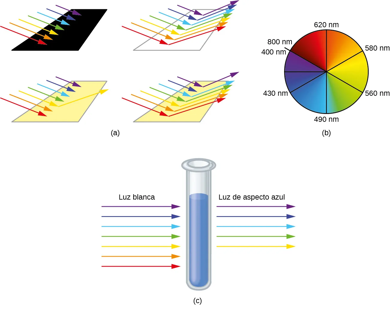 Esta figura consta de tres diagramas. En el a, las flechas rojas, naranjas, amarillas, verdes, azules, índigo y violetas incidentes apuntan desde la parte superior izquierda a la inferior derecha hacia una superficie rectangular negra, otra blanca y dos amarillas. No se indican flechas que dejen la superficie negra. En la superficie blanca, las flechas de todos los colores incluidos se extienden desde la superficie del rectángulo que sale justo a la derecha de las puntas de las flechas incidentes que se acercan al rectángulo hacia la parte superior derecha. En la primera superficie amarilla, solo se extiende una flecha amarilla desde un punto justo después de la punta de la flecha amarilla incidente hacia la parte superior derecha. En la segunda superficie amarilla, todos los colores de las flechas, excepto el índigo, se extienden desde los puntos justo después de las puntas de las flechas incidentes hacia la parte superior derecha. En la b, un círculo sombreado en rojo en la parte superior izquierda se mezcla con el naranja, el amarillo, el verde, el azul, el índigo y el violeta, y se desplaza en el sentido de las agujas del reloj alrededor del círculo. El lado izquierdo de la región roja tiene un radio que está marcado, "800 n m", en el borde del círculo. Un radio dibujado en la parte superior del círculo en la región rojo-naranja está marcado como "620 n m". Un radio trazado hasta un punto cercano al centro del primer cuadrante del círculo en la región naranja-amarilla está marcado como "580 n m". Un radio trazado hasta un punto cercano al centro del segundo cuadrante del círculo en la región amarillo-verde está marcado como "560 n m". Un radio trazado en la parte inferior del círculo en la región azul está marcado como "490 n m". Un radio trazado hasta un punto cercano al centro del tercer cuadrante del círculo en la región índica está marcado como "430 n m". Se traza un radio no marcado hasta el punto más a la izquierda del círculo en la región violeta. La región violeta termina donde comenzaba la región roja en el círculo. Este radio está marcado como "400 n m", justo a la izquierda y debajo de la marcación "800 n m", asociada a la región roja. En la c se muestra un tubo de ensayo que contiene una sustancia azul. A la izquierda del tubo de ensayo hay flechas de colores incidentes que apuntan a este. Los colores de las flechas, ordenados de abajo a arriba, son: rojo, naranja, amarillo, verde, azul, índigo y violeta. Encima de estas flechas está la marcación "luz blanca". A la derecha del tubo de ensayo, las flechas amarilla, verde, azul, índigo y violeta apuntan a la derecha. Estas flechas se colocan al mismo nivel en el tubo de ensayo que sus flechas incidentes, correspondientes a la izquierda del tubo de ensayo. Encima de estas flechas está la marcación "luz de apariencia azul".