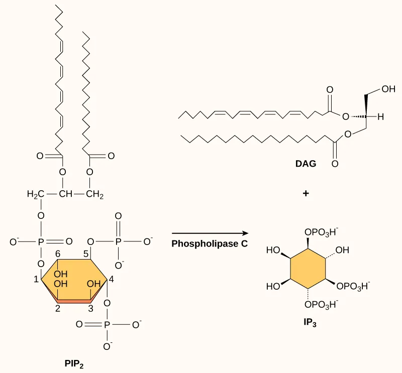 The molecular structures of P I P subscript 2 baseline, D A G, and I P subscript 3 baseline are shown. P I P subscript 2 baseline is a phospholipid that is cleaved by phospholipase C to form D A G, which has a long hydrophobic tail, and I P subscript 3 baseline, a ring structure with three phosphates attached.