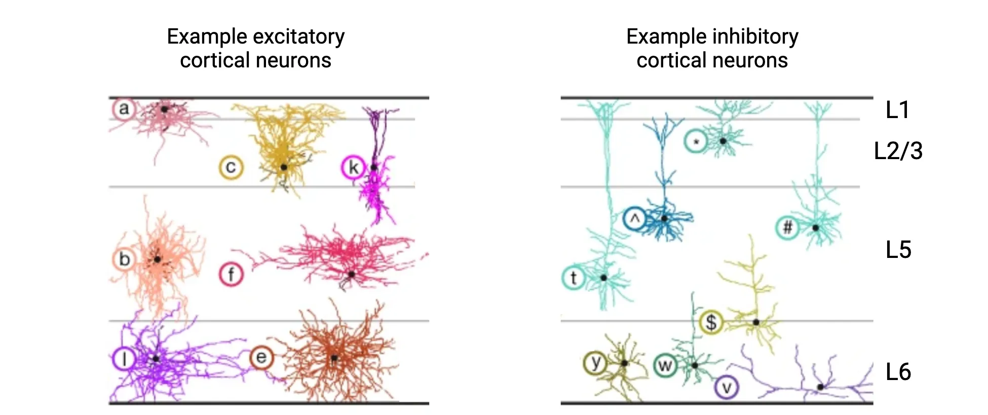 Drawings of neurons with different shapes