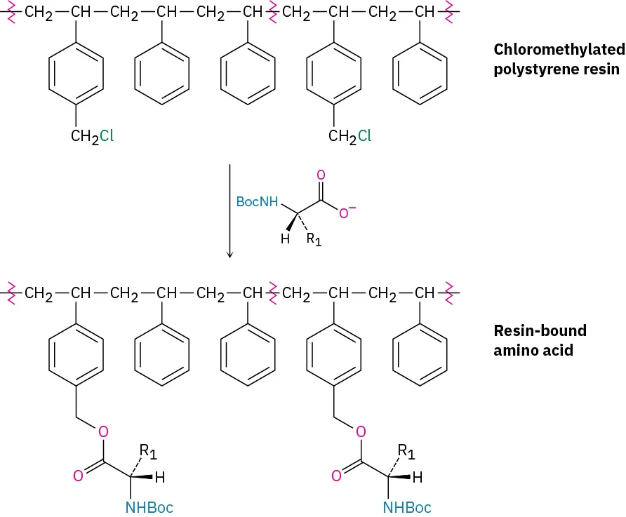 Chloromethylated polystyrene resin reacts with a B o c-protected L- amino acid to produce a resin-bound protected amino acid.