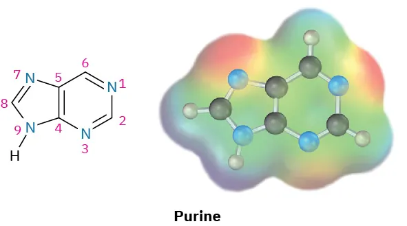 The structure and ball-and-stick model in the electrostatic potential map of purine. The atoms are numbered in the structure. Black, gray, and red spheres represent carbon, hydrogen, and oxygen, respectively.