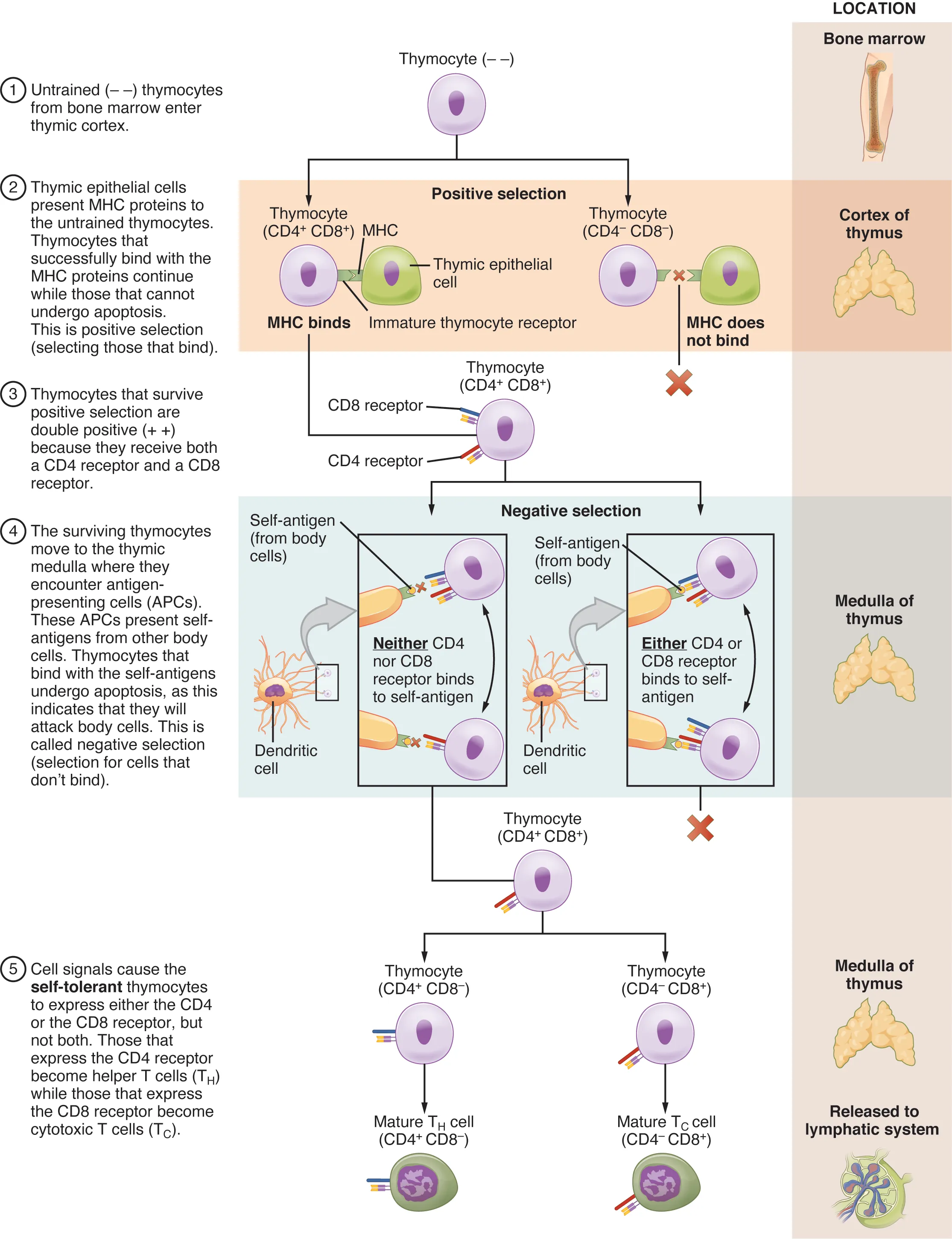 This multipart figure shows the different steps in the differentiation of a thymocyte into T cells. For each step of the process, accompanying text details the steps in the process. The right panel of this image shows the location of the different steps in the process.