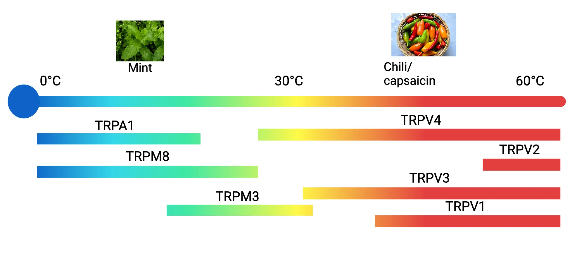 TRP ion channels open in response to different ranges of temperature (and some chemicals from plants). Display showing the temperature ranges that activate temperature-sensitive channels (TRPs). Channels in order of lowest temperature of activation: Cold range: TRP1A, TRMP8, TRPM3. Hot range: TRPV4, TRPV3, TRPV1, TRPV2. Photo of mint plant and chili peppers also shown on cold and hot sides, respectively.