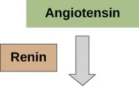An incomplete flow diagram begins with angiotensin. Renin is next to an arrow indicating it is involved in the next step, but the rest of the steps are missing.