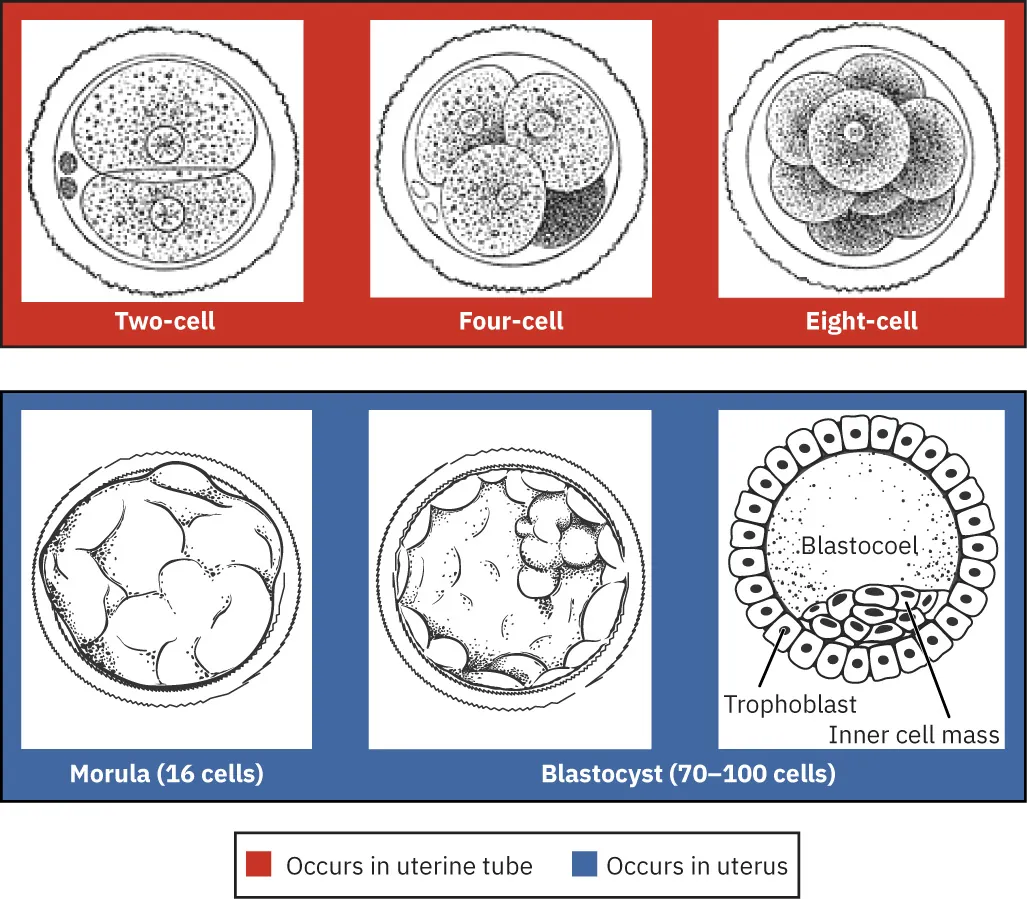Chart showing division of fertilized cell occurring in uterine tube (Two-cell, Four-cell, Eight-cell) and in the uterus (Morula (16 cells), Blastocyst (70-100 cells)).