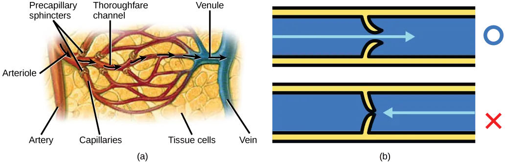 Illustration A shows an artery branching off into an arteriole, which branches into a capillary bed. The start of each capillary has a sphincter regulating flow through it. The capillaries converge into a venule, which joins a vein. Part B shows a valve in a blood vessel. The valve is slightly curved such that flow in one direction pushes it open, while flow in the other direction pushes it closed.
