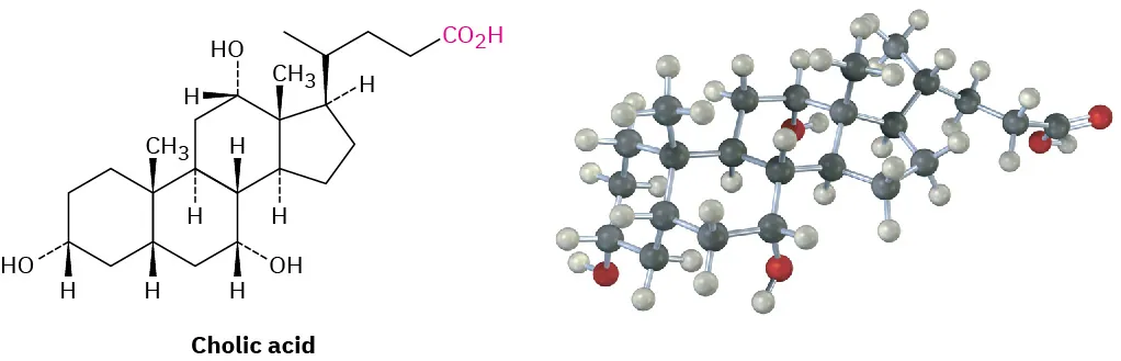 The structure and ball-and-stick model of cholic acid. The gray, black, and red spheres represent hydrogen, carbon, and oxygen atoms, respectively.