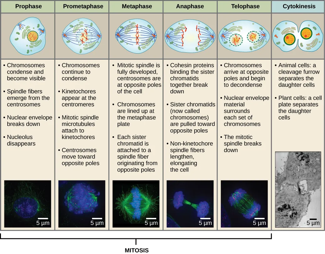 This diagram shows the five phases of mitosis and cytokinesis. During prophase, the chromosomes condense and become visible, spindle fibers emerge from the centrosomes, the nuclear envelope breaks down, and the nucleolus disappears. During prometaphase, the chromosomes continue to condense and kinetochores appear at the centromeres. Mitotic spindle microtubules attach to the kinetochores, and centrosomes move toward opposite poles. During metaphase, the mitotic spindle is fully developed, and centrosomes are at opposite poles of the cell. Chromosomes line up at the metaphase plate and each sister chromatid is attached to a spindle fiber originating from the opposite pole. During anaphase, the cohesin proteins that were binding the sister chromatids together break down. The sister chromatids, which are now called chromosomes, move toward opposite poles of the cell. Non-kinetochore spindle fibers lengthen, elongating the cell. During telophase, chromosomes arrive at the opposite poles and begin to decondense. The nuclear envelope reforms. During cytokinesis in animals, a cleavage furrow separates the two daughter cells. In plants, a cell plate separates the two cells.