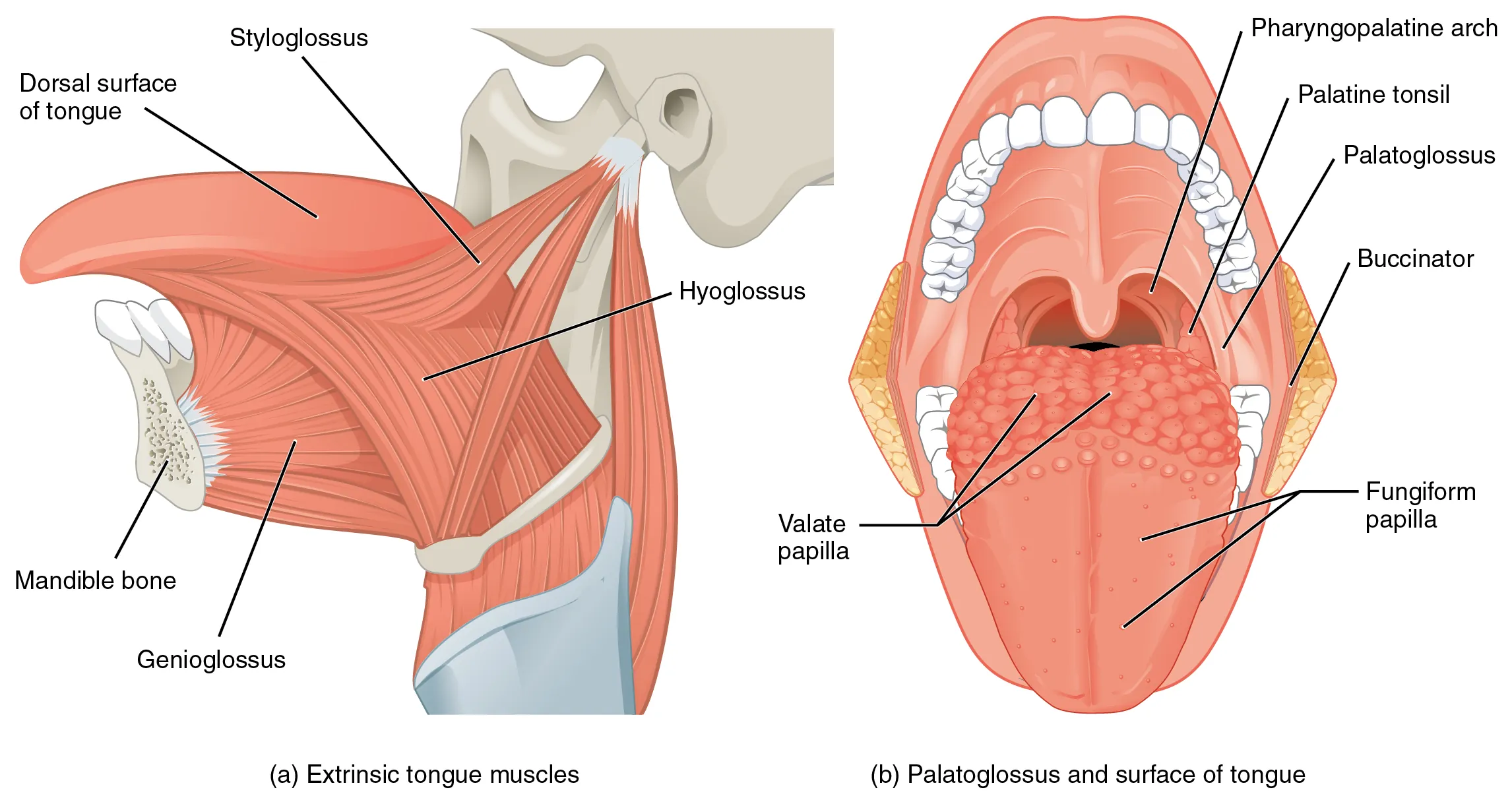 Anatomy of the tongue: (a) Extrinsic muscles including styloglossus, hyoglossus, and genioglossus, anchored to bones like the mandible. (b) Superior view showing papillae, palatine tonsil, and palatoglossus.