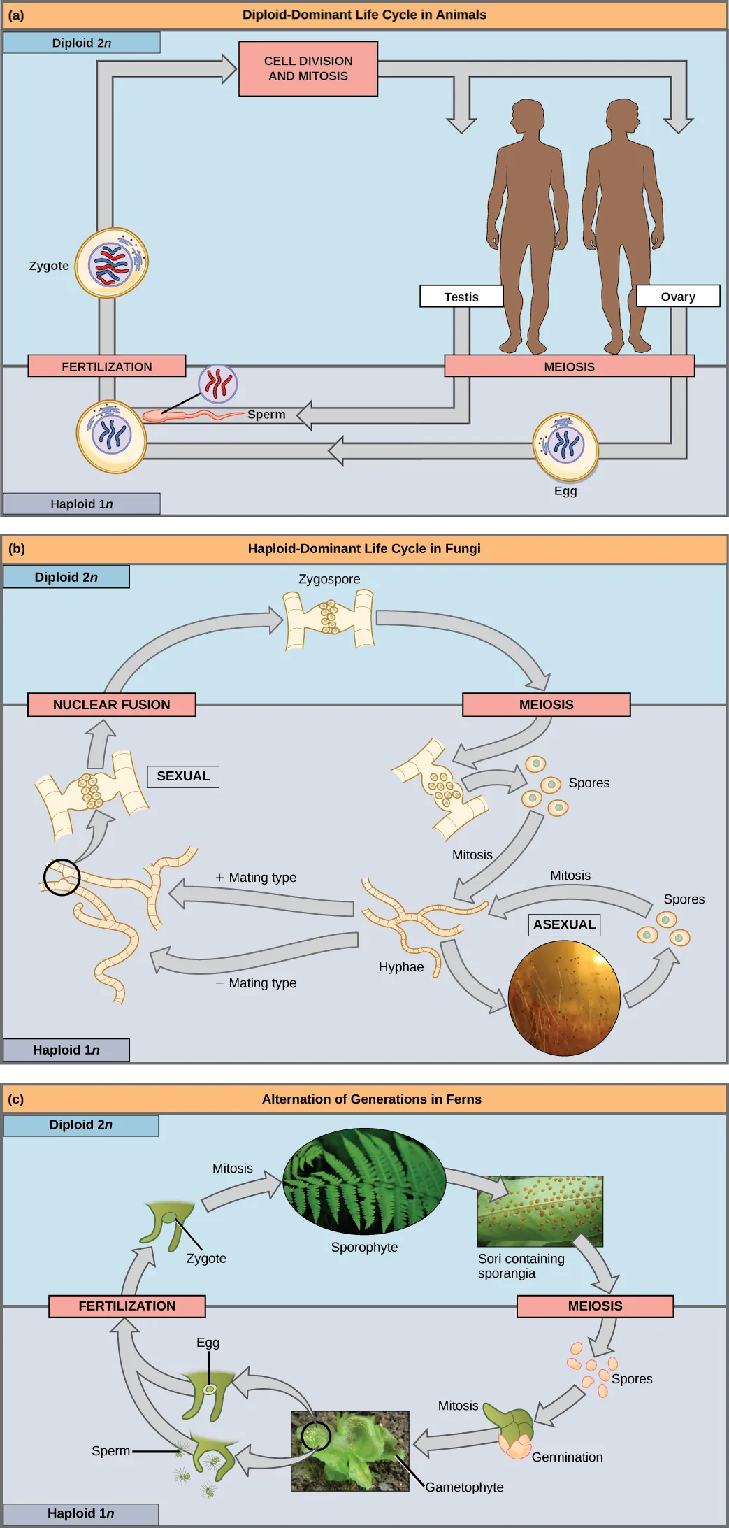 Part a shows the life cycle of animals. Through meiosis, adult males produce haploid (1n) sperm, and adult females produce haploid eggs. Upon fertilization, a diploid (2n) zygote forms, which grows into an adult through mitosis and cell division. Part b shows the life cycle of fungi. In fungi, the diploid (2n) zygospore undergoes meiosis to form haploid (1n) spores. Mitosis of the spores occurs to form hyphae. Hyphae can undergo asexual reproduction to form more spores, or they form plus and minus mating types that undergo nuclear fusion to form a zygospore. Part c shows the life cycle of fern plants. The diploid (2n) zygote undergoes mitosis to produce the sphorophyte, which is the familiar, leafy plant. Sporangia form on the underside of the leaves of the sphorophyte. Sporangia undergo meiosis to form haploid (1n) spores. The spores germinate and undergo mitosis to form a multicellular, leafy gametophyte. The gametophyte produces eggs and sperm. Upon fertilization, the egg and sperm form a diploid zygote.