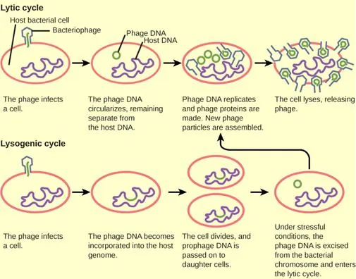 The bacteriophage lytic cycle begins when the phage attaches via a slender stalk to the host cell. Linear DNA from the viral head is injected into the host cell. The phage DNA circularizes, remaining separate from the host DNA. The phage DNA replicates, and new phage proteins are made. New phage particles are assembled. The cell lyses, releasing the phage. The bacteriophage lysogenic cycle begins the same way as the lytic cycle, with phage infecting a host cell. However, the phage DNA becomes incorporated into the host genome. The cell divides, and phage DNA is passed on to daughter cells. Under stressful conditions, the phage DNA is excised from the bacterial chromosome and enters the lytic cycle.