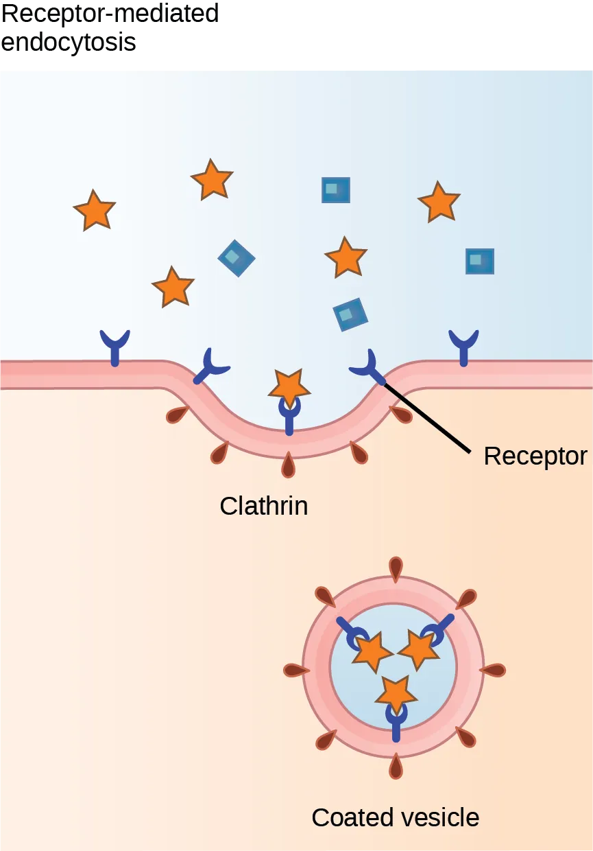 This illustration shows a part of the plasma membrane that is clathrin-coated on the cytoplasmic side and has receptors on the extracellular side. The receptors bind a substance, then pinch off to form a vesicle.