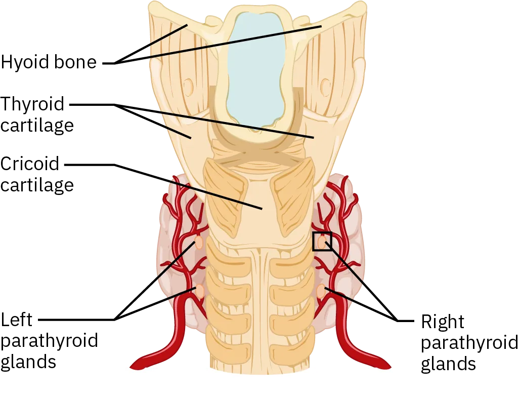 A diagram of the parathyroid glands show the small, oval shaped glands located next to the thyroid glands in the neck. They are below the cricoid cartilage.