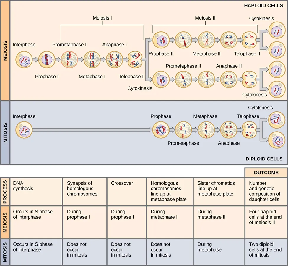 This illustration compares meiosis and mitosis. In meiosis, there are two rounds of cell division, whereas there is only one round of cell division in mitosis. In both mitosis and meiosis, DNA synthesis occurs during S phase. Synapsis of homologous chromosomes occurs in prophase I of meiosis, but does not occur in mitosis. Crossover of chromosomes occurs in prophase I of meiosis, but does not occur in mitosis. Homologous pairs of chromosomes line up at the metaphase plate during metaphase I of meiosis, but not during mitosis. Sister chromatids line up at the metaphase plate during metaphase II of meiosis and metaphase of mitosis. The result of meiosis is four haploid daughter cells, and the result of mitosis is two diploid daughter cells.