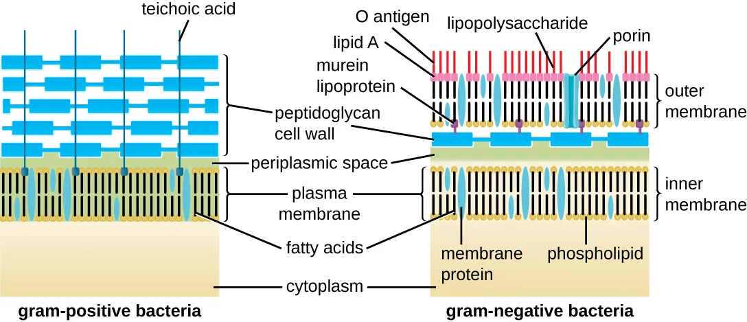 The gram-positive bacterial cell wall diagram shows a plasma membrane on top of the cytoplasm. The cell wall is shown as a thick layer of peptidoglycans connected to the plasma membrane by techoic acids. The gram-negative cell wall also has a plasma membrane on top of the cytoplasm. On top of the plasma membrane is a thin periplasmic space. On top of that is a thin peptidoglycan cell wall. On top of that is an outer membrane that contains murein lipoproteins that connect the outer membrane to the peptidoglycan cell wall. Lipid A, O antigens, and lipopolysaccharides sit on top of the outer membrane. Proins are tubes that connect the outside of the outer membrane with the region of the peptidoglycan cell wall.