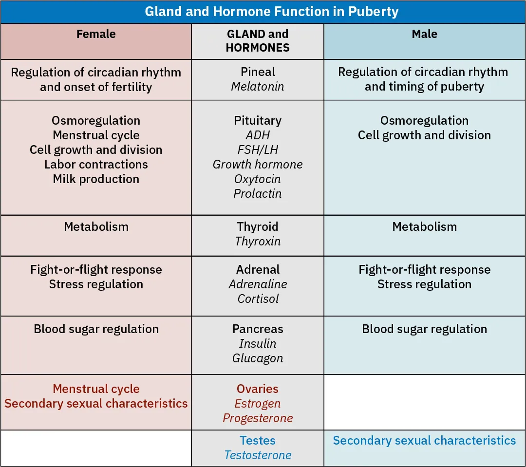A table lists the major glands and hormones involved in pubertal development and the functional effect on males and females.