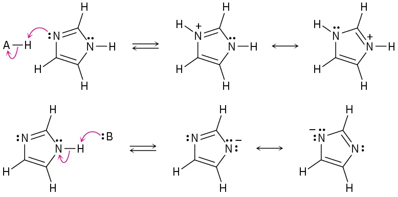 Imidazole reversibly reacts with acid at N1 to form two resonance structures of protonated product. Imidazole reversibly reacts with base at the N3 hydrogen, forming two resonance structures of deprotonated product.