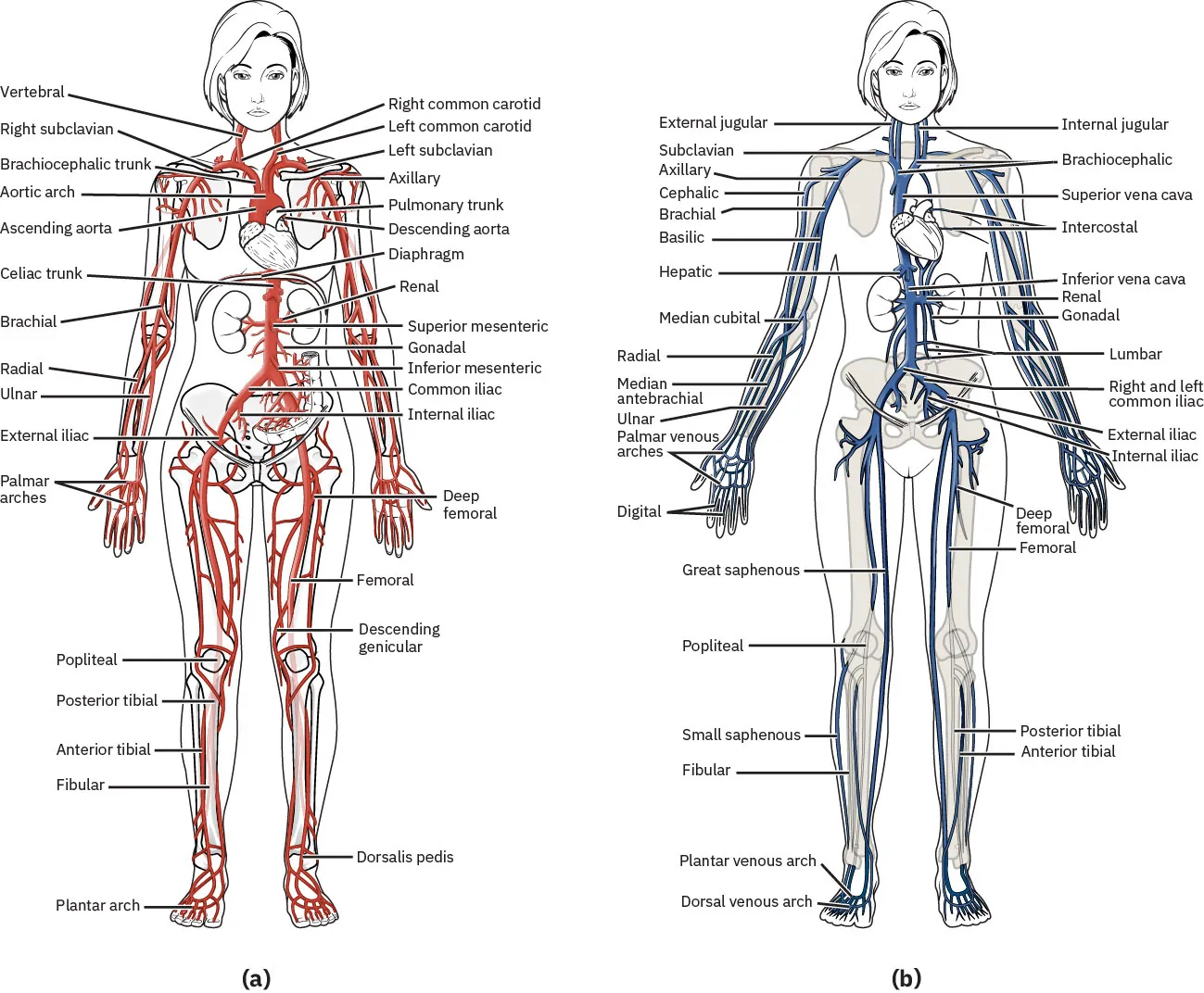 The left side shows a diagram of the arterial blood flow, and the right side shows a diagram of the venous blood flow.