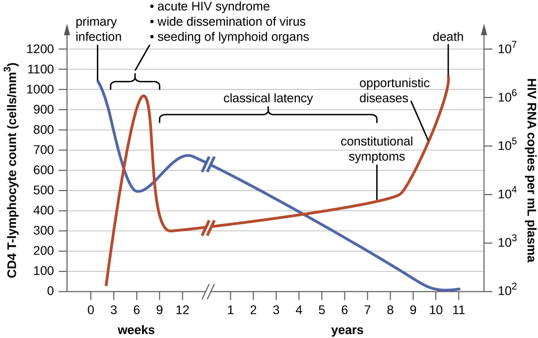 A graph with time on the X axis and two Y axes – CD4+ T lymphocyte count (cells/mm cubed) and HIV RNA copies per ml plasma. The primary infection is set at time 0 when there is a high CD4 count (over 1000) and a low RNA count (near 0). During the first weeks -  macrophage infection, increase in virus production and HIV-1 reservoirs. At about 6 weeks – acute HIV syndrome, wide dissemination of virus, seeding of lymphoid organs. During this time the RNA count increases to about 10 to the 6 and the CD4 count decreases to about 500. From 9 weeks to about 12 weeks the CD4 count increases and the RNA count decreases. From 9 weeks to about 7 years is classic latency –  T-cell depletion/immune dysfunction and neurocognitive impairment.  During this time CD4 count steadily decreases to near 0 and RNA count steadily increases to over 10 to the 6.  Constitutional symptoms occur at about 8 years. After this, opportunistic diseases occur; HIV-D and HIVAN. Then death.