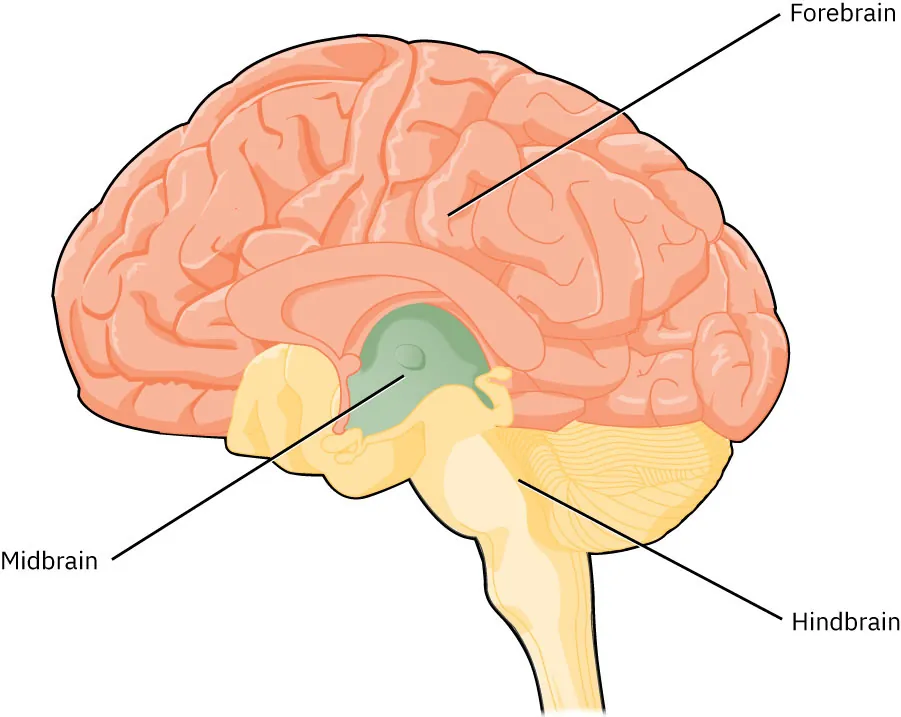 Diagram of brain showing locations of forebrain, midbrain, and hindbrain.