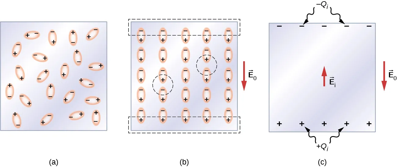 La figura a muestra un material dieléctrico con moléculas de forma oblonga en su interior. Cada molécula tiene un signo positivo en un lado y un signo negativo en el otro. Todas están dispuestas al azar. La figura b muestra las mismas moléculas ahora perfectamente alineadas en filas y columnas, con el extremo negativo de cada molécula en la parte superior. Un campo eléctrico externo E0 apunta hacia abajo. Una línea discontinua engloba los signos negativos de todas las moléculas de la fila superior. Asimismo, una línea discontinua engloba los signos positivos de todas las moléculas de la fila inferior. La figura c muestra signos negativos en la parte superior del dieléctrico, marcados como menos Qi, y signos positivos en la parte inferior, marcados como más Qi. El campo inducido Ei dentro del dieléctrico, apunta hacia arriba.