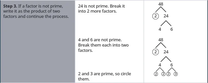 Step 3 is to treat the composite factor as a product, break it into two more factors and continue the process. 24 is not prime. It is broken into 4 and 6. 4 and 6 are not prime. 4 is broken into its factors 2 and 2, both of which are circled. 6 is not prime. It is broken into factors 2 and 3, both of which are circled.