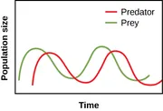 A graph plots time on the horizontal axis and population size on the vertical axis. Two curves are plotted on the graph, one representing predators and one representing prey. The curve for predators increases rapidly from just above the origin, then forms a broad curve near the midpoint of the vertical axis near the start of the horizontal axis. The curve descends to form an inverse peak just to the left of the midpoint of the horizontal axis and one-quarter of the height of the vertical axis. This pattern continues through one more peak and trough until the curve ends near the right end of the horizontal axis just above the bottom of the vertical axis. The curve for predators begins slightly to the right and slightly lower than the prey curve and follows a similar pattern shifted slightly to the right with slightly lower peaks and troughs. All data is approximate.