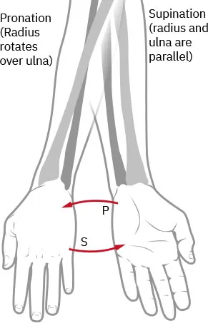 Diagram showing pronation (radius rotates over ulna) and supination (radius and ulna are parallel) of hand and forearm