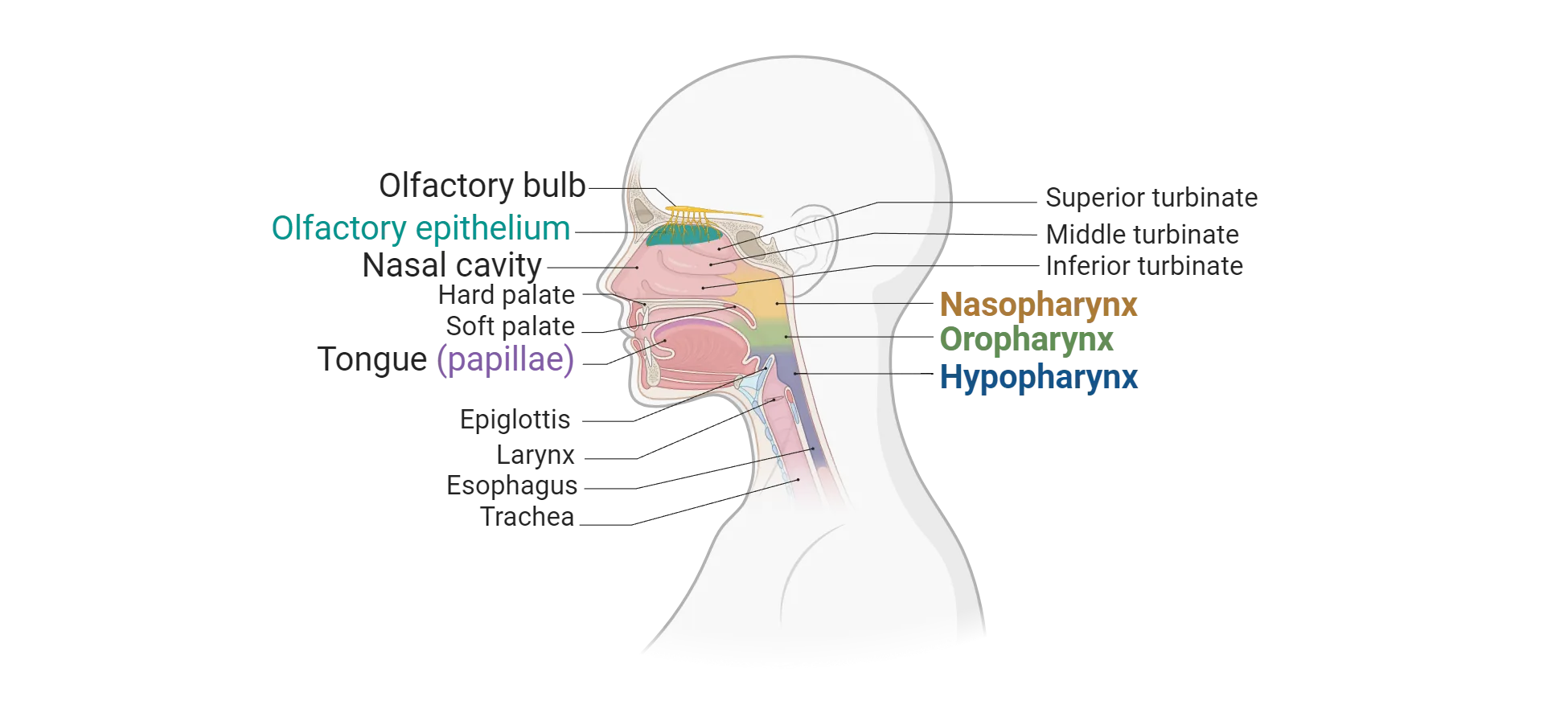 A diagram of the human oronasal cavity. The nasal cavity sits above the mouth and includes the olfactory epithelium on the top interior surface. It contacts the olfactory bulb which extends from the brain. The nasal cavity connects to the esophagous via the naso-, then oro- then hypo- pharynx (listed superior to inferior). The tongue sits beneath the hard and soft palates, which separate the mouth from the nasal cavity. The mouth opens dorsally to the oropharynx. The epiglottis sits at the superior end of the trachea, which itself is parallel and ventral to the esophagus. The larynx is shown just inferior to the epiglottis in the trachea.