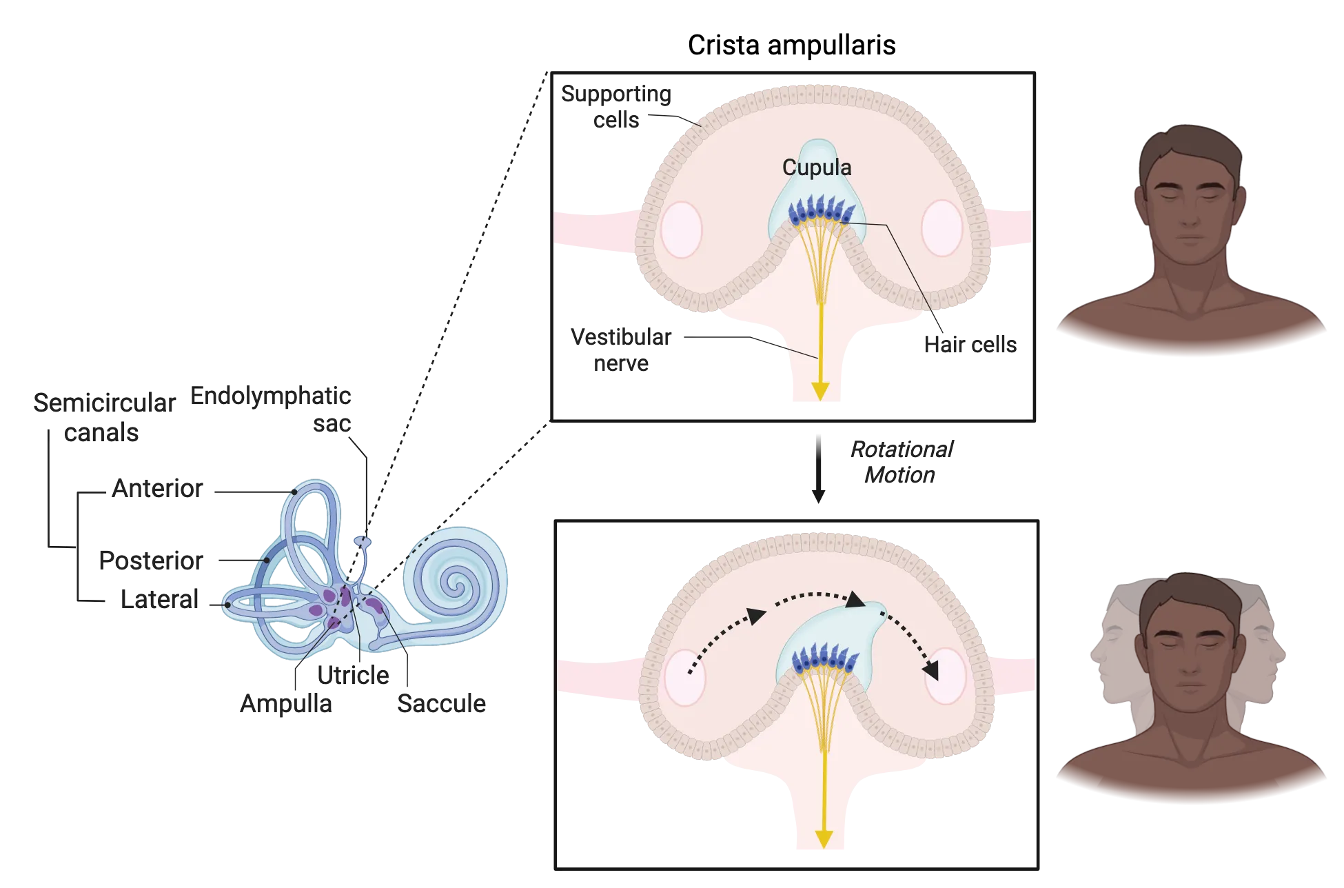 Diagram of the crista amullaris, showing hair cells embedded in gelatin (the cupula) in a fluid canal. Upper panel shows hair cells still with head still. Lower panel shows head turning left-right, with represented fluid flow across the cupula to deflect the hair cells and initiate neural transmission. 