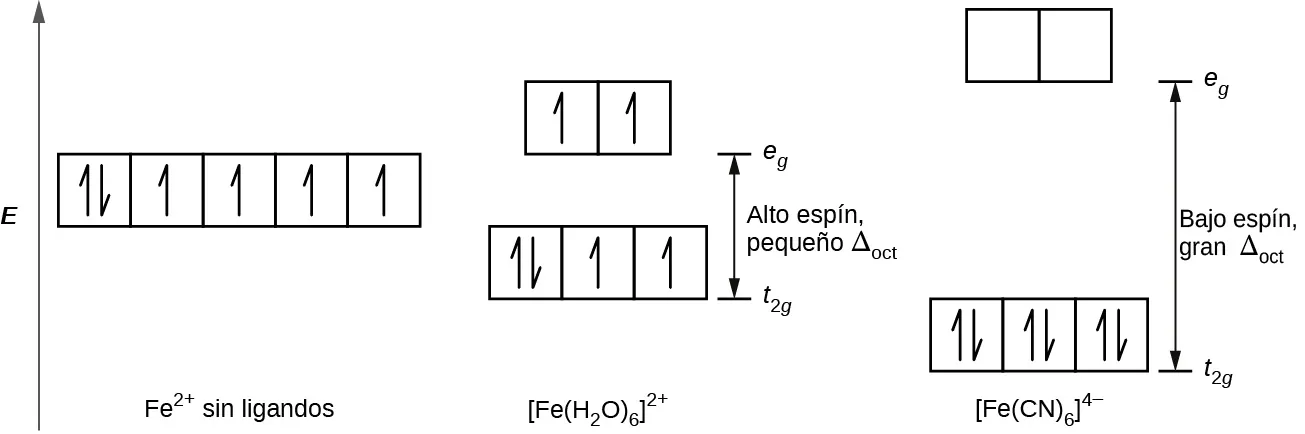 Se muestra un diagrama con una flecha vertical que apunta hacia arriba a lo largo de la altura del diagrama en su lado izquierdo. Esta flecha está marcada como "E". A la derecha de esta flecha hay varias filas de cuadrados delineados en amarillo. La primera fila tiene tres cuadrados enlazados en la parte inferior derecha del diagrama marcados, "[F e (C N) subíndice 6] superíndice 4 signo menos". Cada cuadrado contiene dos medias flechas, donde la media flecha izquierda apunta hacia arriba y la media flecha derecha apunta hacia abajo. Una segunda fila se coloca justo encima y a la izquierda de la primera, con la parte inferior de los cuadrados a una altura igual a la parte superior de los cuadrados de la primera fila. Este grupo también se compone de 3 cuadrados vinculados. El cuadrado de la izquierda contiene dos medias flechas, donde la media flecha izquierda apunta hacia arriba y la media flecha derecha apunta hacia abajo. Los dos cuadrados restantes de esta fila solamente tienen medias flechas que apuntan hacia arriba. En la parte inferior de la figura, justo debajo de este grupo se encuentra la marcación "[F e (H subíndice 2 O) subíndice 6] superíndice 2 signo más". A la izquierda de esta fila, una tercera fila con 5 cuadrados vinculados se sitúa con el borde inferior de los cuadrados a una altura igual a la de la parte superior de los cuadrados de la fila dos. El cuadrado de la izquierda contiene dos medias flechas: una hacia arriba y la otra hacia abajo. Todos los demás cuadrados de este grupo contienen flechas simples que apuntan hacia arriba. En la parte inferior de la figura, debajo de esta fila, aparece la marcación "F e superíndice 2 signo más no ligandos". A la derecha y por encima de la segunda fila aparece una cuarta compuesta por 2 cuadrados vinculados. El borde inferior de los cuadrados está a la altura de la parte superior de los cuadrados de la tercera fila. Cada uno de estos cuadrados contiene una media flecha que apunta hacia arriba. Una quinta fila de 2 cuadrados se sitúa encima y a la derecha, directamente sobre la primera fila, con la base de los cuadrados colocada a un nivel igual al de la parte superior de la anterior fila de cuadrados. Estos cuadrados están vacíos. A la derecha del diagrama, se dibuja un corto segmento de línea horizontal justo a la derecha del lado inferior del cuadrado más a la derecha de la primera fila. Una flecha de doble punta se extiende desde este segmento de línea hasta un segundo segmento de línea horizontal, situado directamente encima del primero y a la derecha del lado inferior de la quinta fila de cuadrados. La flecha está marcada "bajo espín, delta mayúscula subíndice oct", a la derecha. El segmento de la línea horizontal inferior está marcado de forma semejante, "t subíndice 2 g", y el segmento de la línea superior está marcado, "e subíndice g". A la derecha de las filas segunda y cuarta, se dibuja un segmento de línea horizontal corto justo a la derecha del lado inferior del cuadrado más a la derecha de la segunda fila. Una flecha de doble punta se extiende desde este segmento de línea hasta un segundo segmento de línea horizontal situado directamente encima del primero y a la derecha del lado inferior de la cuarta fila de cuadrados. La flecha está marcada como "alto espín, delta versalita subíndice oct", a la derecha. El segmento de la línea horizontal inferior está marcado de forma semejante, "t subíndice 2 g", y el segmento de la línea superior está marcado, "e subíndice g".