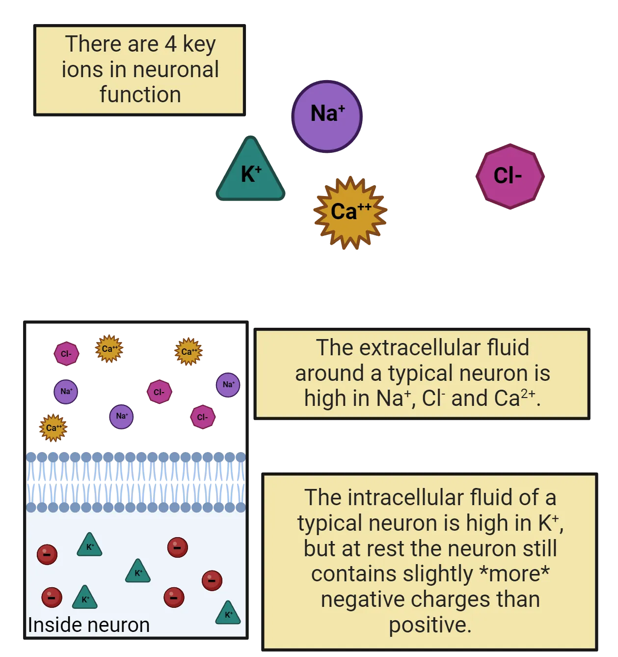 Top: Cartoons of ions. Bottom: Diagram of a cell membrane. Ions are shown inside and outside the cell.