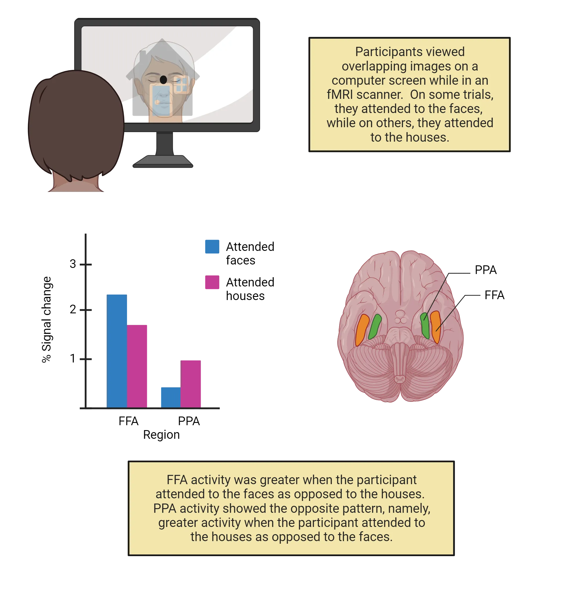 Top: Diagram of a participant looking at a computer screen with a face/house stimulus on it, as described in the main text. Participants viewed overlapping images on a computer screen while in an fMRI scanner.On some trials, they attended to the faces, while on others, they attended to the houses. Bottom: A line graph showing FFA activity was greater when the participant attended to the faces as opposed to the houses and PPA activity showed greater activity when the participant attended to the houses as opposed to the faces. Plus, a decorative diagram of the ventral side of a human brain with PPA and FFA highlighted