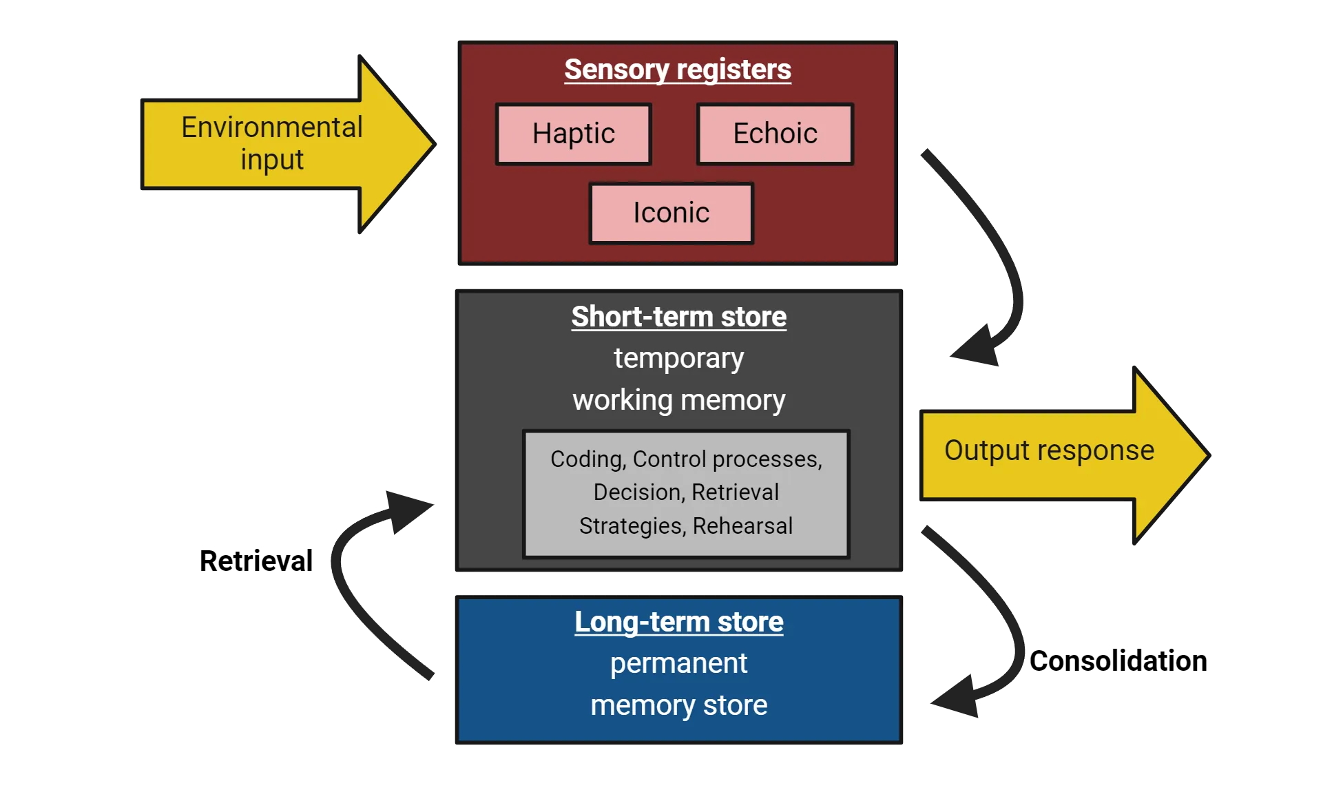 Flow chart of memory storage processes. Environmental input goes into sensory registers (haptic, echoic, iconic). These go into short-term store (temporary working memory). Short term processing: Coding, Control processes, Decision, Retrieval Strategies, Rehearsal. Output response comes from short-term store. Short-term moves to long-term via consolidation and back to short-term via retrieval. Long term store is permanent memory store.