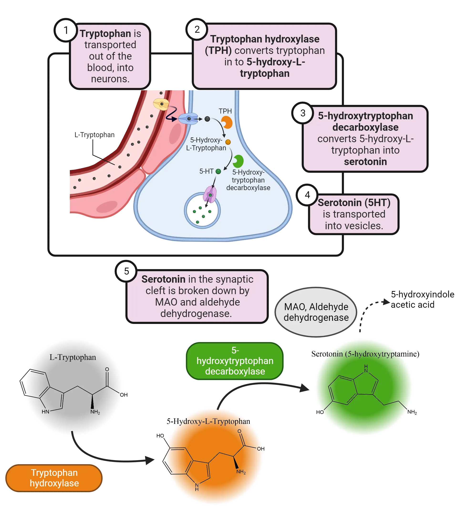 Top: Diagram of a presynaptic terminal with an adjacent blood vessel. Inside the terminal, the enzymes and molecules described in the text are shown as a series of steps. Bottom: Chemical synthesis cascade showing L-tryptophan to 5-hydroxy-L-tryptohpan to serotonin, plus degradation of serotonin. Steps described in main text.