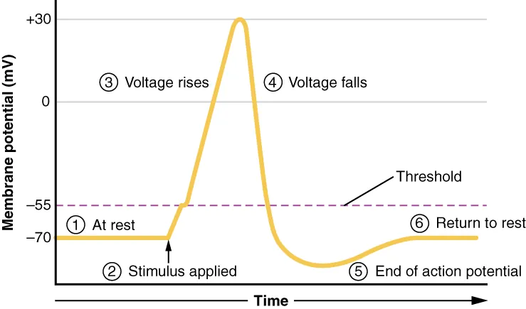 This graph has membrane potential, in millivolts, on the X axis, ranging from negative 70 to positive thirty. Time is on the X axis. In step one, which is labeled at rest, the plot line is steady at negative seventy millivolts. In step 2, a stimulus is applied, causing the plot line to increase to positive 30 millivolts. The curve sharply increases at step three, labeled voltage rises. After peaking at positive thirty, the plot line then quickly drops back to negative 70. This is the fourth step, labeled voltage falls. The plot line continues to drop below negative 70 and this is step 5, labeled end of action potential. Finally, the plot line gradually increases back to negative seventy millivolts, which is step 6, labeled return to rest.