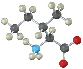 A ball-and-stick model of a five-carbon amino acid,  with a carboxylate anion , an amine at  C 1, and a methyl group at C 2.