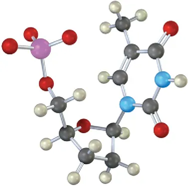 The ball-and-stick model of deoxythymidine monophosphate, a nucleotide. It consists of a phosphate group, pentose sugar deoxyribose and nucleobase thymine.