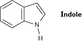 Indole has a benzene ring fused to a 5-membered ring made of a nitrogen atom and four carbon atoms, in which the two carbons not fused to the benzene ring have a double bond between them.