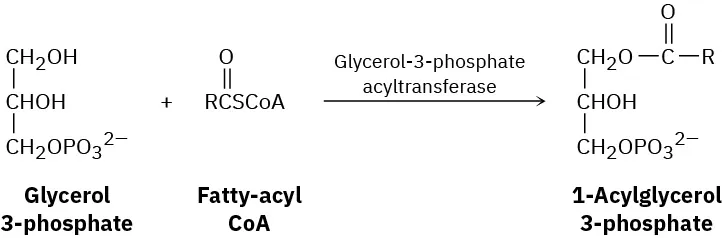 The reaction between glycerol-3-phosphate and fatty-acyl coenzyme A in the presence of glycerol-3-phosphate acyltransferase to form 1-acylglycerol-3-phosphate. The glycerol-3-phosphate contains three-carbon vertical chain in which hydroxyl is replaced by phosphate.
