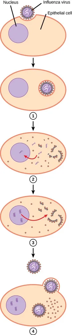 This illustration shows an influenza virus attaching to an epithelial cell. At step 1, the virus enters the cell. At step 2, viral RNA enters the nucleus. At step 3, new viruses are assembled within the cell. At step 4, new viruses leave the host cell.