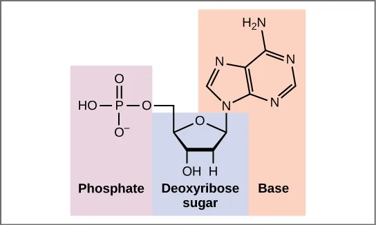 Structural components of a deoxyribonucleotide, showing the phosphate group, deoxyribose sugar, and an adenine base.