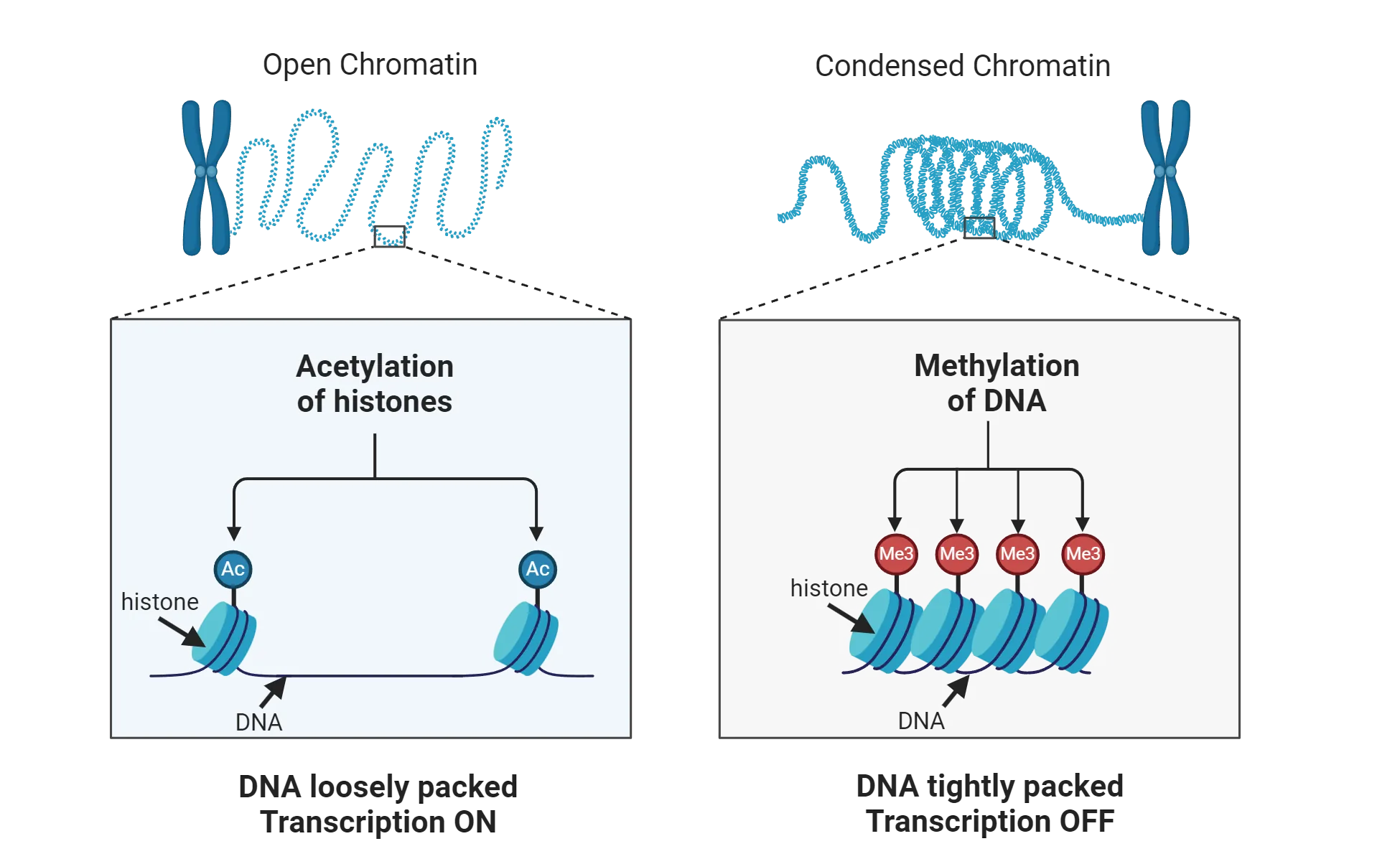 Left is a diagram showing open chromatin. DNA is wrapped around histones that have Ac groups on them. The histones are far apart (loosely packed). Transcription is on. Right is a diagram of condensed chromatin. DNA-wrapped histones are closely packed together. DNA has Me3 groups on it. Transcription is off.