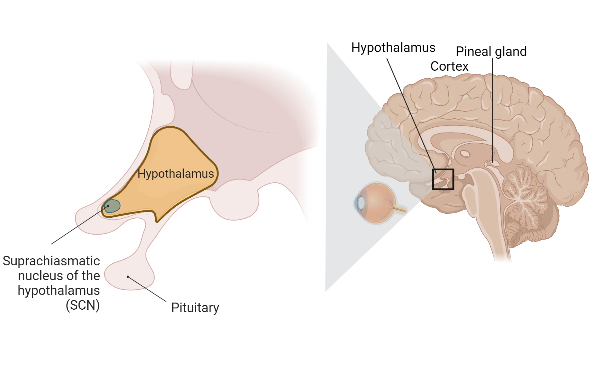 Diagram of a sagittal view of human brain, showing hypothalamus on the ventral surface, anterior to the brainstem. Zoom-in shows the SCN as a small nuclei at the anterior tip of the hypothalamus.